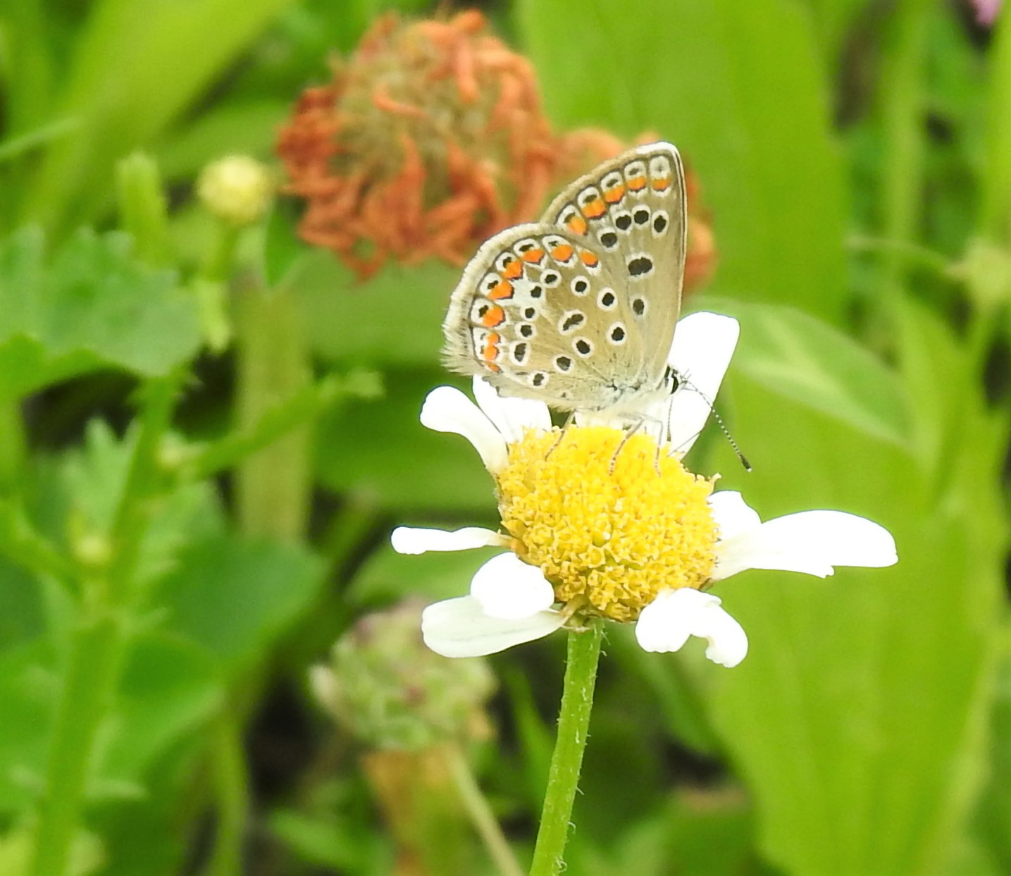 Identificazione Licaenidae: Polyommatus icarus